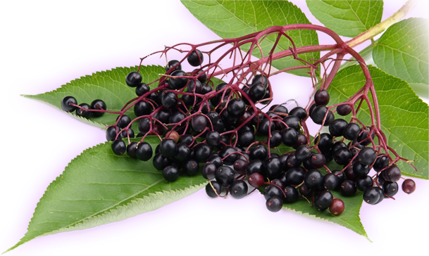 black elderberries