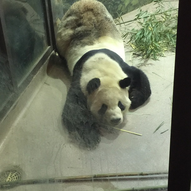 "Pandas, National Zoo, Washington, D.C."